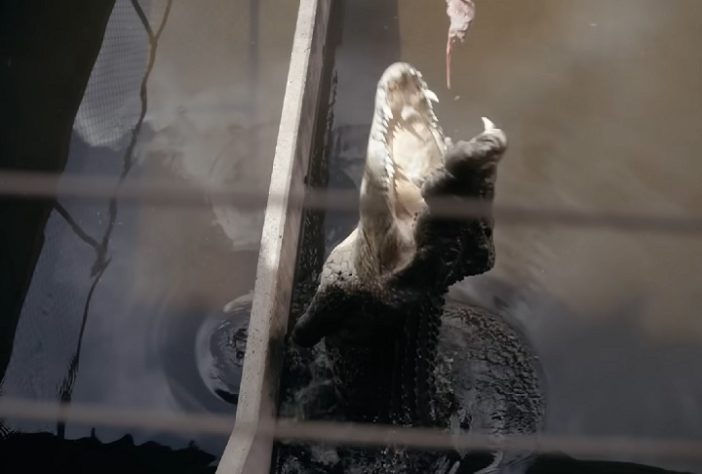 Território do Norte, na Austrália, tem mais de 100 mil crocodilos