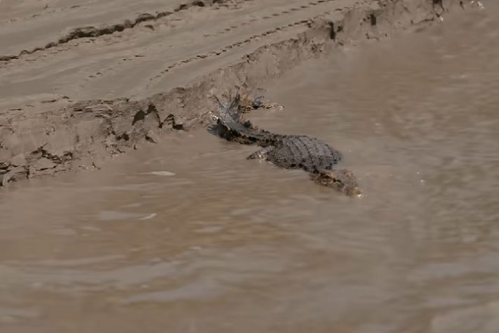 Território do Norte, na Austrália, tem mais de 100 mil crocodilos
