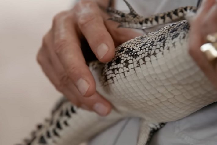 Território do Norte, na Austrália, tem mais de 100 mil crocodilos