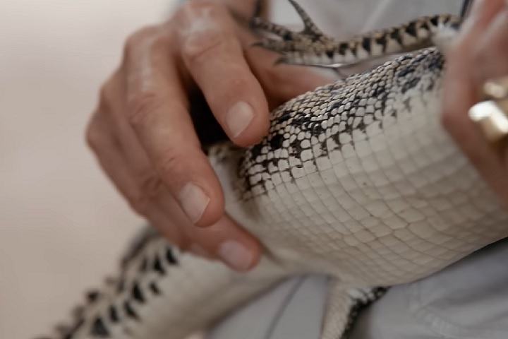 Essas empresas compram peles de crocodilos criados em cativeiro, onde as práticas agrícolas foram introduzidas após a proibição da caça.-reprodução/VICE News