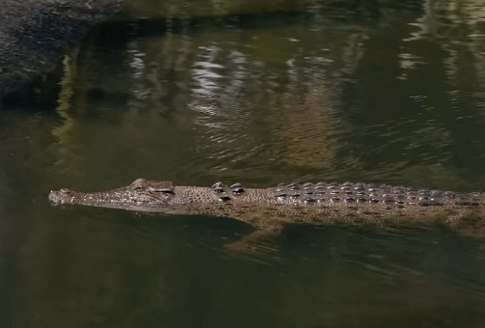 Território do Norte, na Austrália, tem mais de 100 mil crocodilos