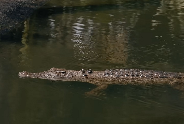 No entanto, ativistas levantam preocupações sobre as condições dos crocodilos em cativeiro, que frequentemente vivem isolados para garantir a qualidade de suas peles, um requisito essencial para o mercado de luxo.-reprodução/VICE News