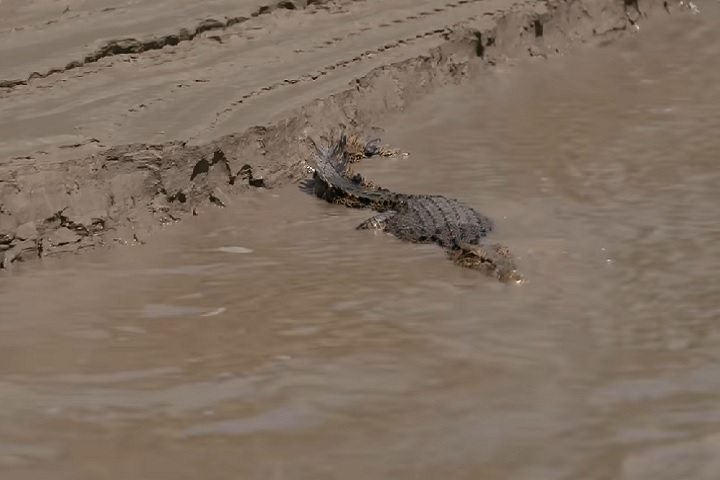 Hoje, a Austrália enfrenta o desafio de gerenciar a população crescente desses animais para garantir a segurança pública, mantendo o equilíbrio entre proteção ambiental e convivência humana.-reprodução/VICE News