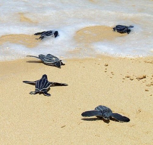 NInhos de tartarugas marinhas no litoral do Piauí