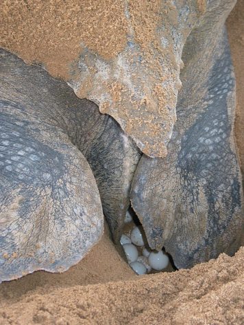 NInhos de tartarugas marinhas no litoral do Piauí
