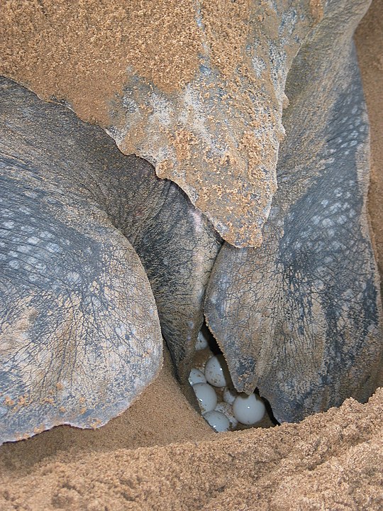 As tartarugas montam seus ninhos e colocam os ovos na areia. As tartaruguinhas nascem entre setembro e março para deleite de pessoas que acompanham esse espetáculo. 