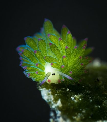 Costasiella Kuroshimae - lesma-marinha chamada de “ovelha-folha”