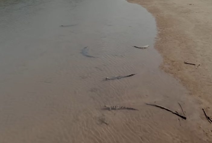 Território do Norte, na Austrália, tem mais de 100 mil crocodilos