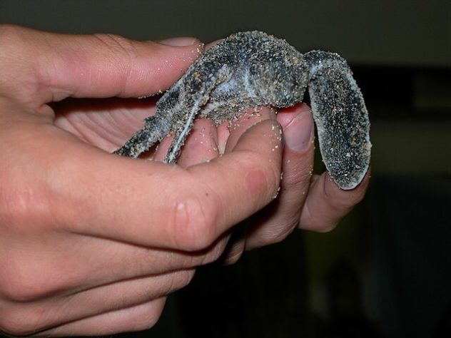 NInhos de tartarugas marinhas no litoral do Piauí