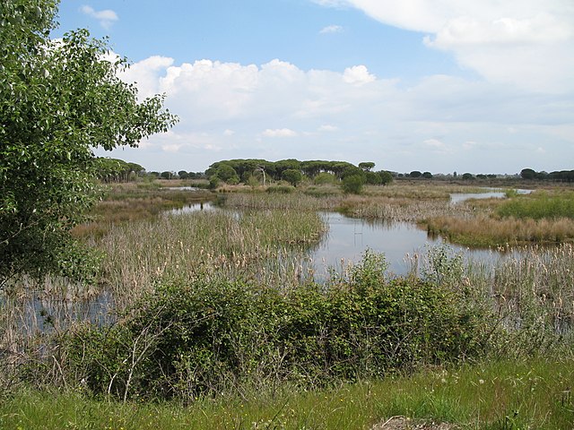 PARQUE NACIONAL DE DOÑANA – ESPANHA - Criado em 1969, destaca-se por suas extensas zonas úmidas e dunas móveis. Este refúgio da biodiversidade é lar de aves migratórias e da ameaçada lince-ibérica.-Marc Ryckaert  wikimedia commons