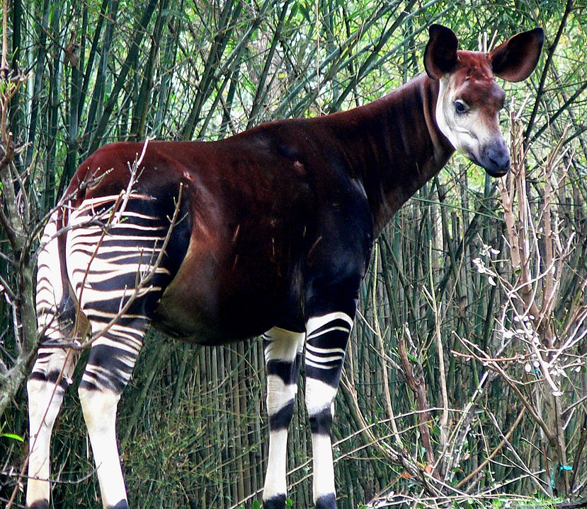 OCAPI - Parente das girafas, vive isolado nas florestas densas da República Democrática do Congo. Ele é raro porque é muito discreto, com hábitos solitários e noturnos, dificultando avistamentos. A perda de habitat causada pelo desmatamento e a mineração ilegal também afetam sua população. Além disso, está sob constante ameaça de caçadores ilegais, tornando sua conservação um grande desafio.