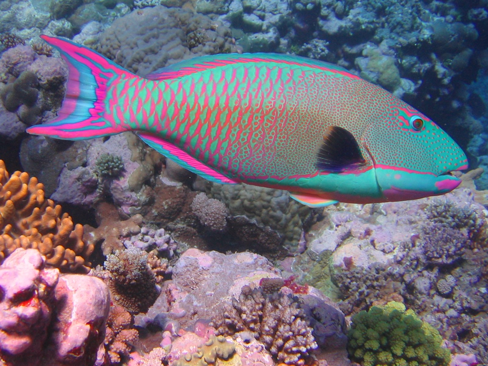 PEIXE-PAPAGAIO - Habitante vibrante dos recifes de coral, o peixe-papagaio usa seus dentes fusionados, semelhantes a bicos, para triturar corais e algas. Ele é raro porque depende da saúde dos recifes, um ambiente ameaçado pelo aquecimento global, poluição e pesca predatória. Como se mistura facilmente ao ambiente marinho colorido, encontrá-lo em mergulhos exige paciência e sorte.
