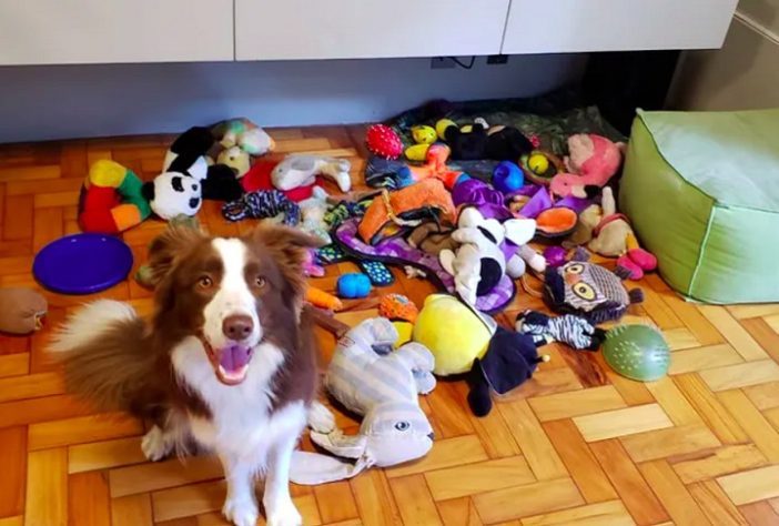 Border collie brasileira lembra o nome de mais de 200 brinquedos