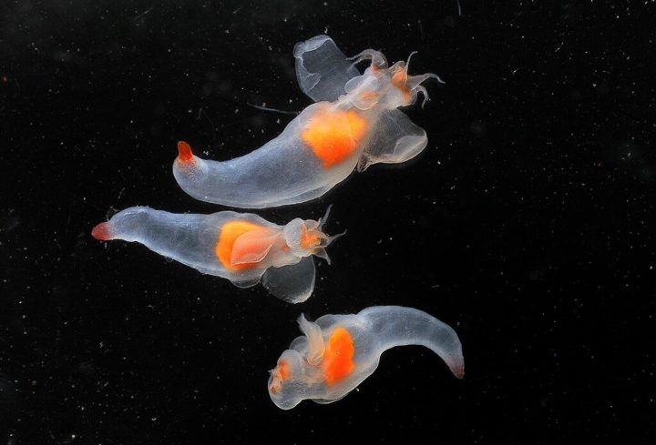 Medindo até 10 mm de comprimento e uma expectativa de vida de um ano, esse animal pertence à subclasse dos moluscos opistobrânquios, que incluem lesmas e "borboletas-do-mar" (foto).