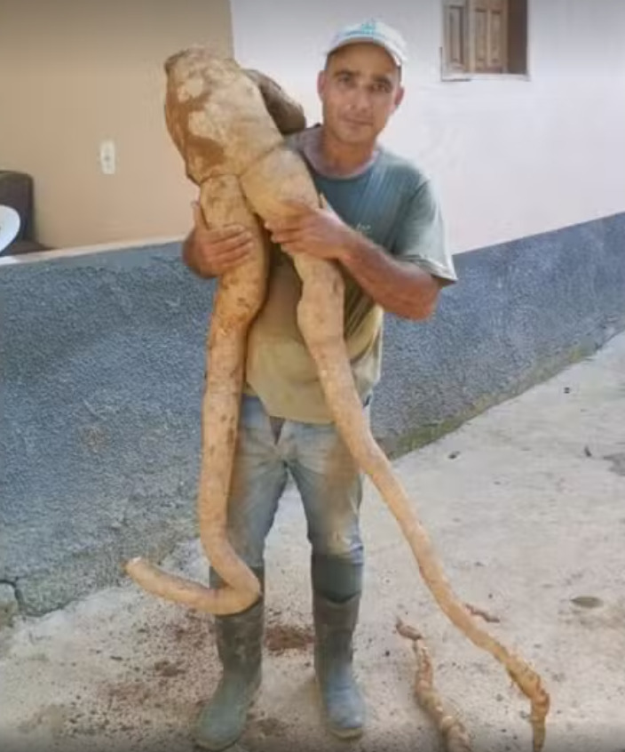 Mandioca em formato humano chama atenção; saiba tudo sobre a iguaria Mandioca em formato humano chama atenção; saiba tudo sobre a iguaria