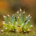 Costasiella Kuroshimae - lesma-marinha chamada de “ovelha-folha”