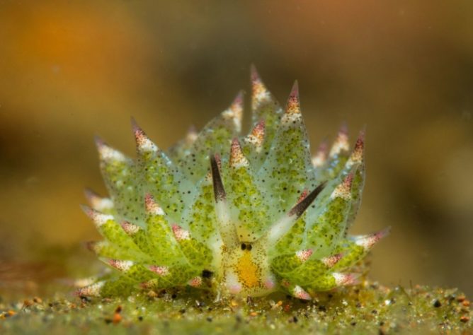 Costasiella Kuroshimae - lesma-marinha chamada de “ovelha-folha”