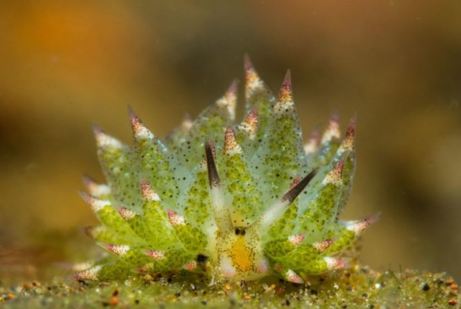 Ovelha-folha surpreende na internet: é vegetal ou animal?