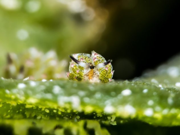 Costasiella Kuroshimae - lesma-marinha chamada de “ovelha-folha”