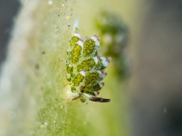Costasiella Kuroshimae - lesma-marinha chamada de “ovelha-folha”