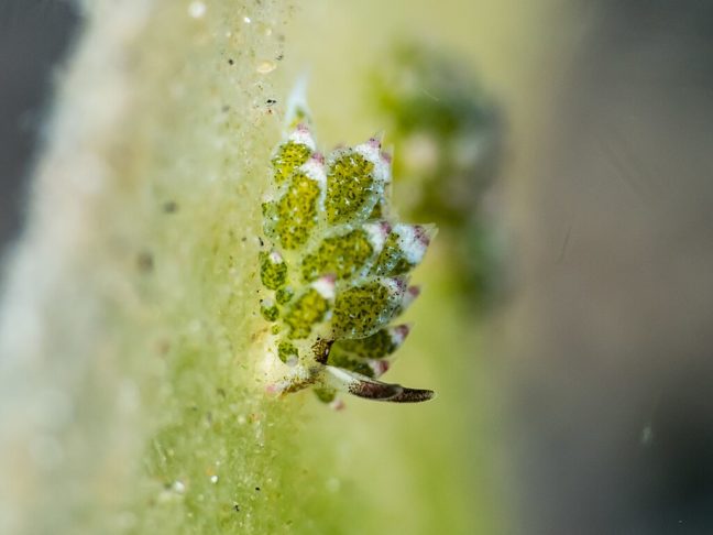 Na prática, elas ingerem essas algas e absorvem seus cloroplastos, organelas que realizam a fotossíntese, tornando-se verdes e camuflando-se no ambiente.