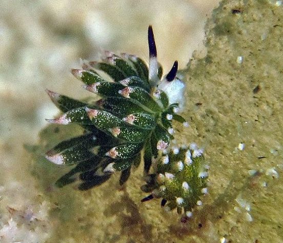 Costasiella Kuroshimae - lesma-marinha chamada de “ovelha-folha”