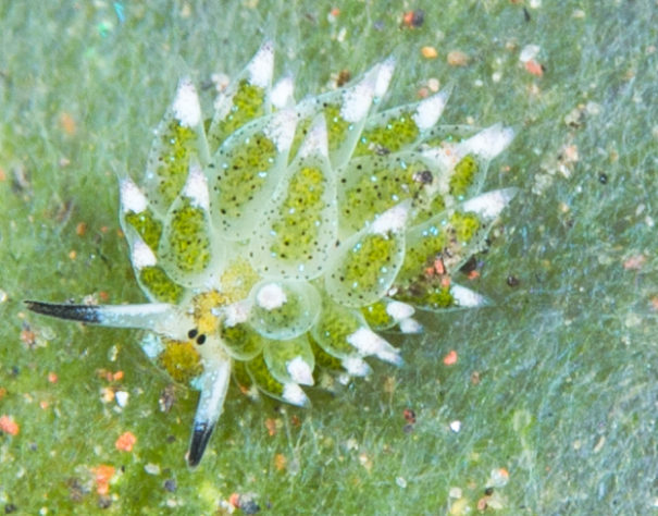 Costasiella Kuroshimae - lesma-marinha chamada de “ovelha-folha”
