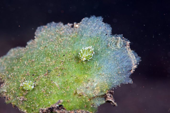 Costasiella Kuroshimae - lesma-marinha chamada de “ovelha-folha”