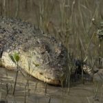 Crocodilo de água salgada (salties)