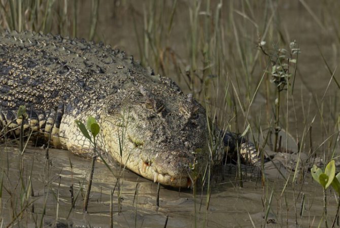 100 mil crocodilos se concentram em região da Austrália: ‘100% de risco de morte’