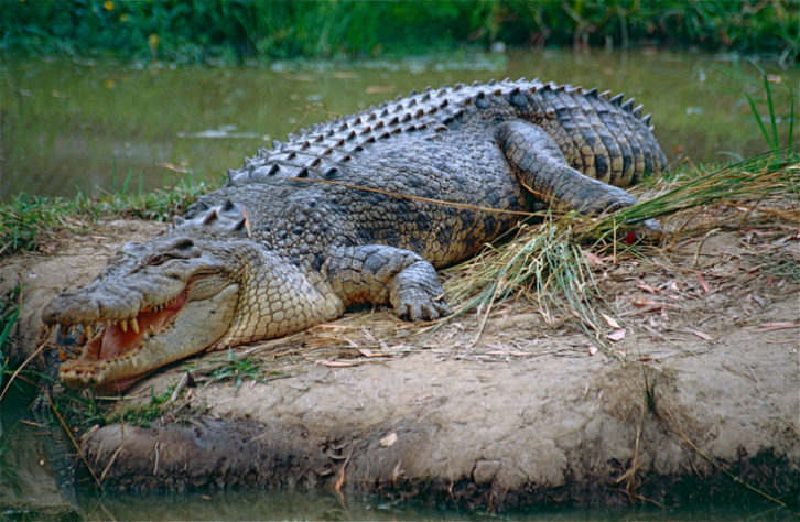 Crocodilo de água salgada (salties)