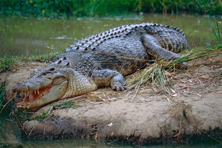 Crocodilo de água salgada (salties)
