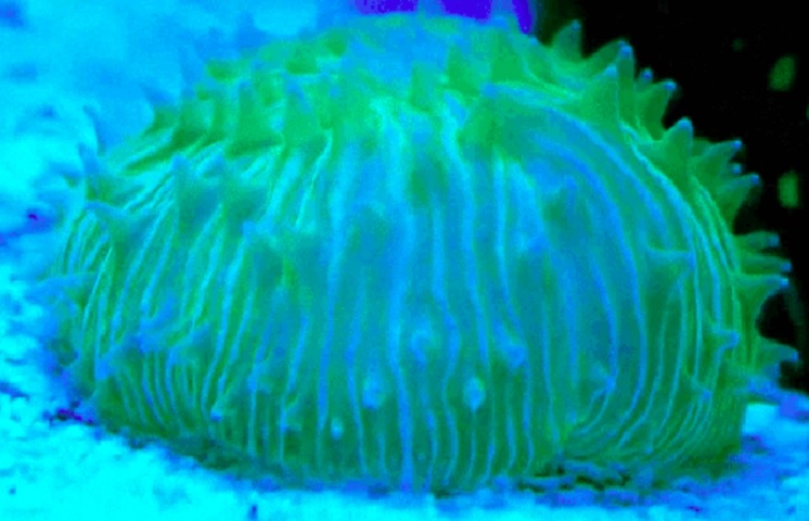 Trata-se coral-cogumelo da espécie Cycloseris cyclolites. O comportamento curioso se diferencia da maioria das mais de 6.000 espécies de corais existentes no mundo.