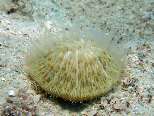 Coral-cogumelo da espécie Cycloseris cyclolites