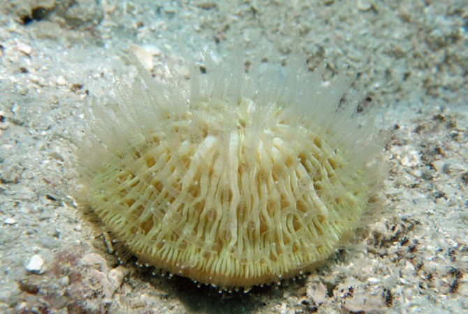 Coral que ‘caminha’ pelo oceano atrás de luz surpreende cientistas