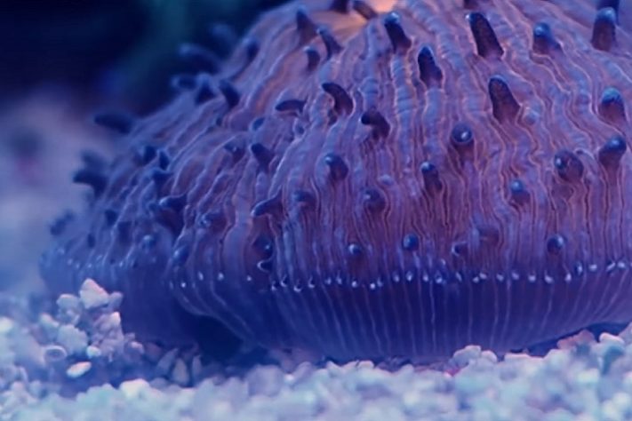 Coral-cogumelo da espécie Cycloseris cyclolites