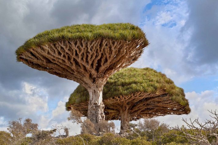 Árvore Sangue de Dragão - Ilha de Socotra, Iêmen