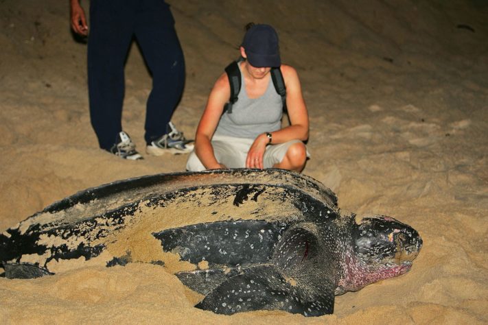 NInhos de tartarugas marinhas no litoral do Piauí