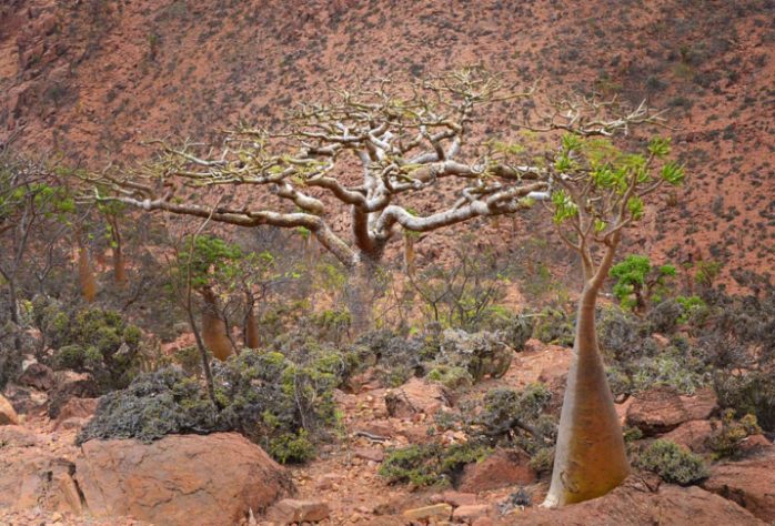 Árvore de olíbano - Ilha de Socotra, Iêmen
