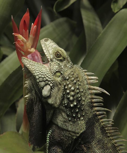 Iguana-verde (Iguana iguana)-  Nativa da América Central e do Sul. Vive em florestas tropicais úmidas, geralmente em árvores próximas a rios e lagos. Sua longevidade pode chegar a 20 anos em cativeiro, enquanto na natureza enfrenta mais desafios.
