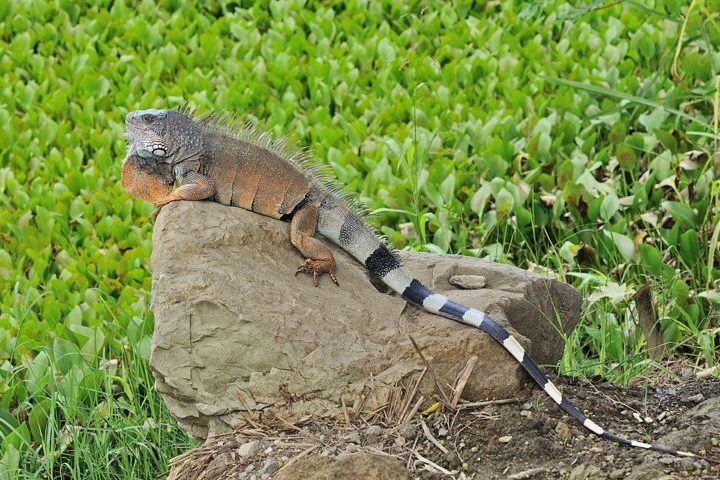 Originárias da América Central e do Caribe, as iguanas não têm predadores naturais na ilha e se adaptaram ao ambiente. Estima-se que cerca de 200 mil vivam nas regiões centrais e sul do país. 