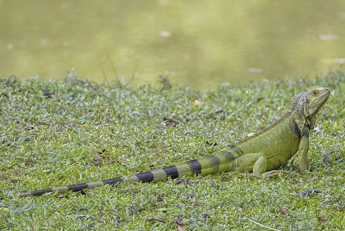 Iguana-verde - animal