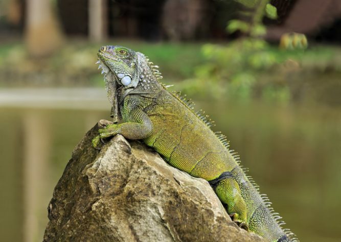 Iguana-verde - animal