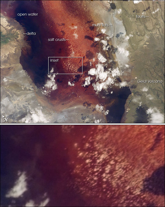 O lago é considerado perigoso porque sua água tem um pH altamente alcalino (cerca de 10,5), capaz de causar queimaduras na pele.  Na foto, imagem de satélite do lago Natron, feitas pela Nasa, a agência espacial americana, mostrando as águas vermelhas e os depósitos salinos