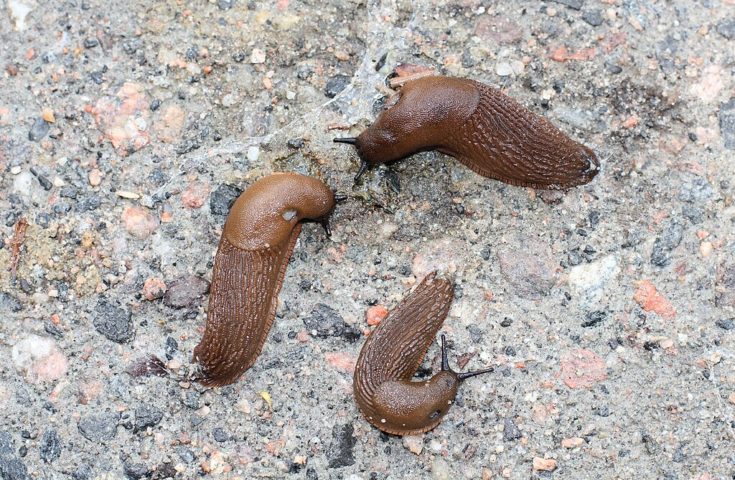 Apesar de serem hermafroditas, as lesmas geralmente necessitam de outro indivÃ­duo para a reproduÃ§Ã£o, envolvendo uma troca de espermatozoides. 