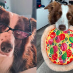 Border collie brasileira lembra o nome de mais de 200 brinquedos
