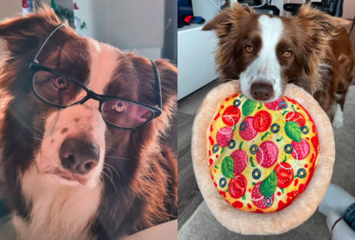 Border collie brasileira lembra o nome de mais de 200 brinquedos