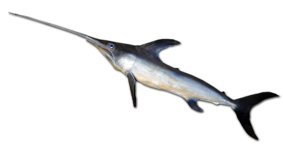 Peixe-espada
