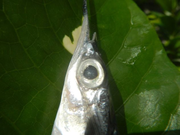 Peixe-espada