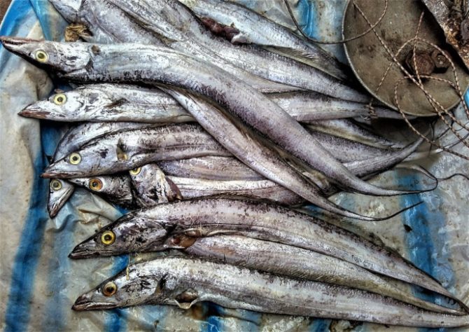 Peixe-espada